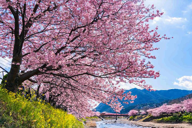 河津桜